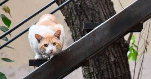 Estudio revela el impacto que pueden tener los gatos domésticos en la fauna silvestre