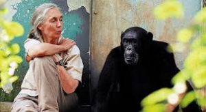 Jane Goodall comenzó sus investigaciones en la década de los 60 del siglo pasado.