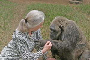 Jane Goodall con un chimpanché en el Santuario Tchimpounga, en el Congo.