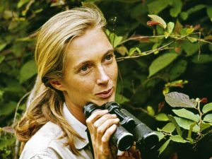 Desde que era una niña, Jane Goodall se interesó por el comportamiento de los animales.