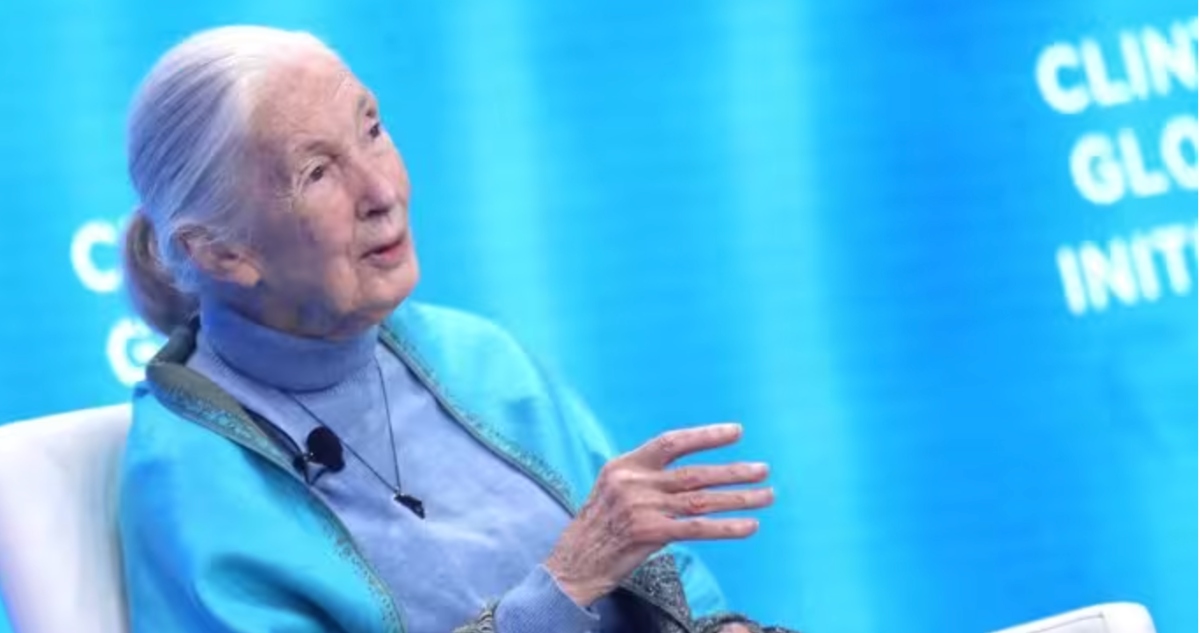 La etóloga británica Jane Goodall, experta en el comportamiento de los animales y una de las grandes especialistas en chimpancés del mundo, murió a los 91 años.