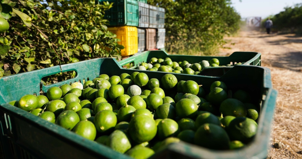 Plantación de limones en Michoacán
