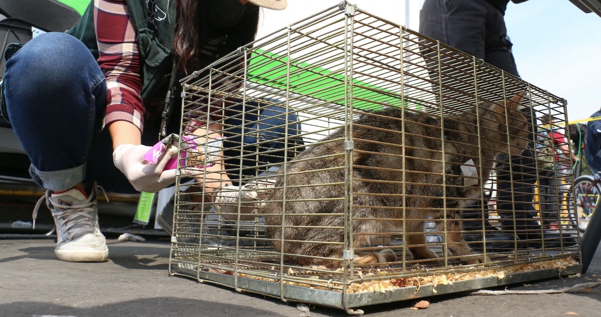 La Alcaldesa de Venustiano Carranza afirmó que a partir del 2026 estará prohibida la venta de animales en el Mercado de Sonora de la CdMx.