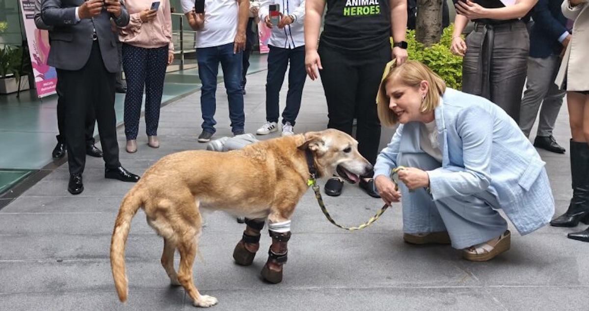 Pay de Limón fue torturado. Ahora una Ley con su nombre pide penar crueldad animal
