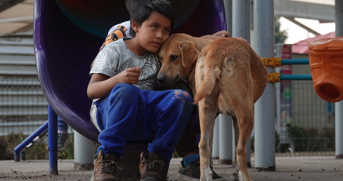 Niño abraza a un perro en el Día Mundial del Perro sin Raza
