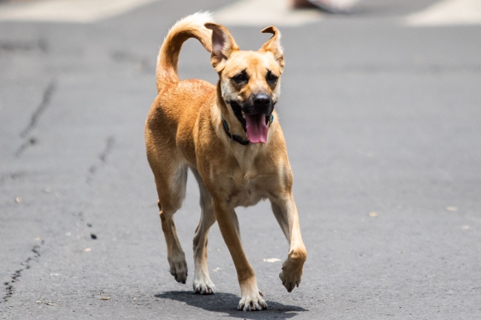 Día Mundial del Perro sin Raza