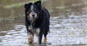 animales en desastres naturales