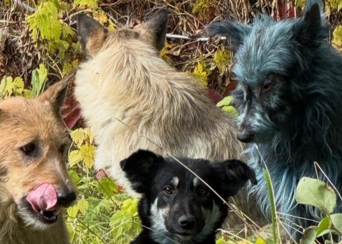 Three dogs with blue fur were spotted hanging around near the Chernobyl exclusion zone in Ukraine, the site of the 1986 nuclear disaster.