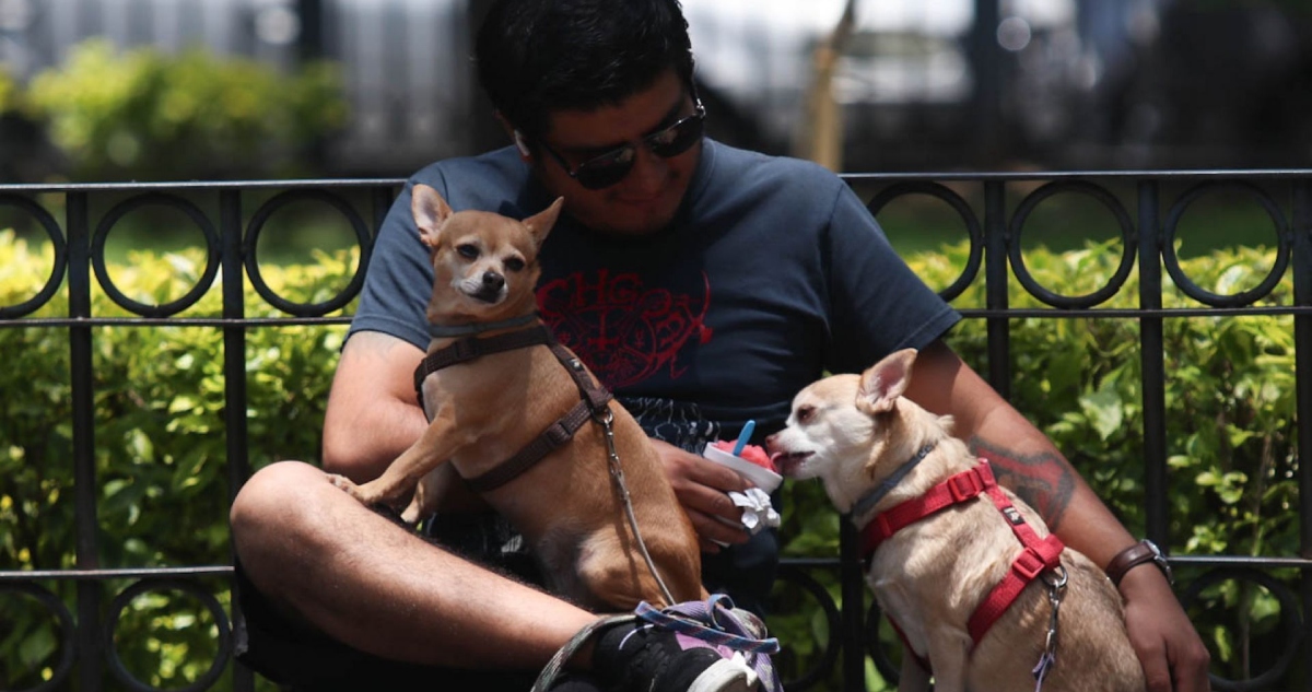 Saber si un perro es zurdo o diestro puede parecer una simple curiosidad, pero conocerlo ayuda a entender mejor su comportamiento y su forma de relacionarse.