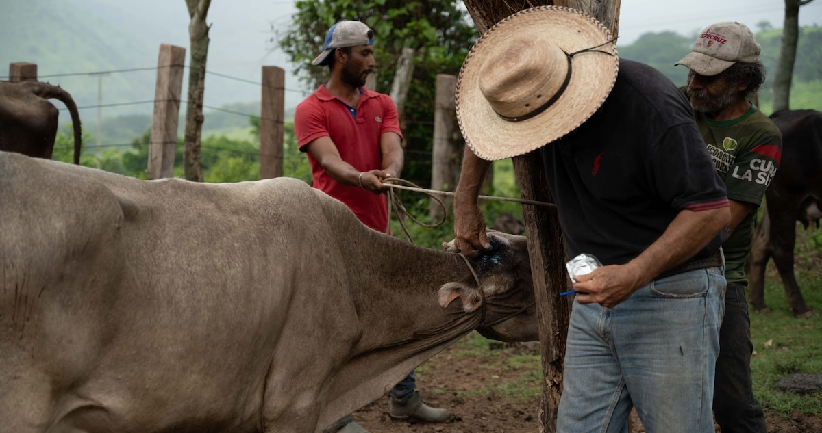 La Secretaría de Agricultura y Desarrollo Rural logró interceptar con éxito un caso de gusano barrenador de ganado (GBG) en Montemorelos, Nuevo León.