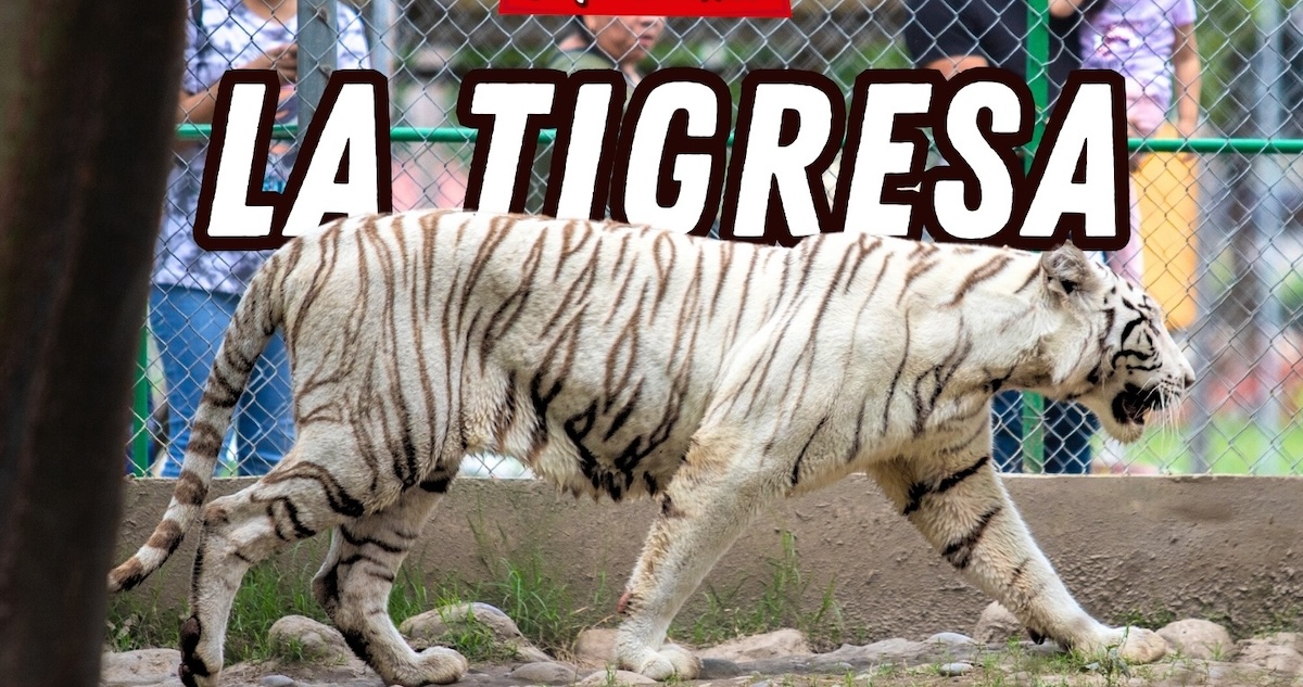 Luego de una intensa búsqueda, encontraron muerto al tigre de bengala que se había escapado de “Animalia Parque Zoolóxico” en el municipio de Xicotepec, Puebla.