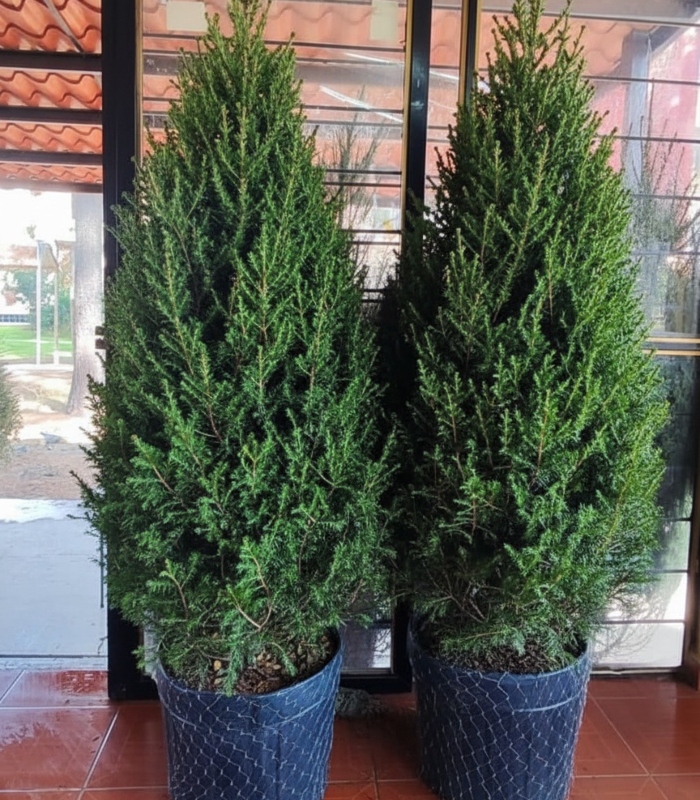 The Autonomous University of Chapingo (UACh) reported yesterday that it will carry out a large sale of sustainably managed Christmas trees.