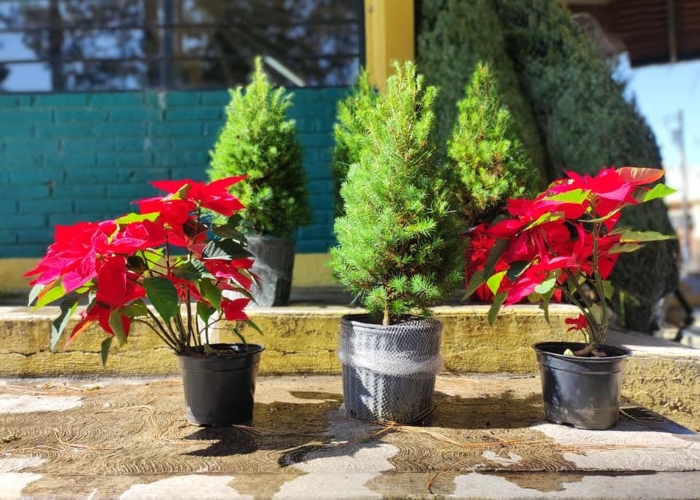 The Autonomous University of Chapingo (UACh) reported yesterday that it will carry out a large sale of sustainably managed Christmas trees.