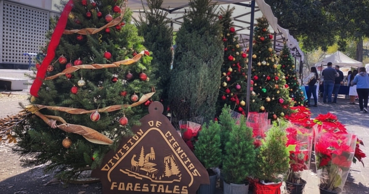 La Universidad Autónoma de Chapingo (UACh) informó ayer que llevará a cabo una gran venta de árboles navideños manejados sustentablemente.