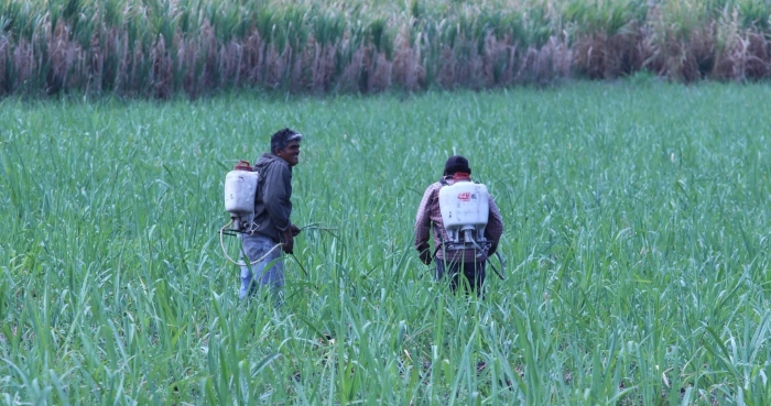 Sugar cane field in Tlaquiltenango, Morelos