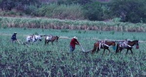 Cañaveral de azúcar en Tlaquiltenango, Morelos