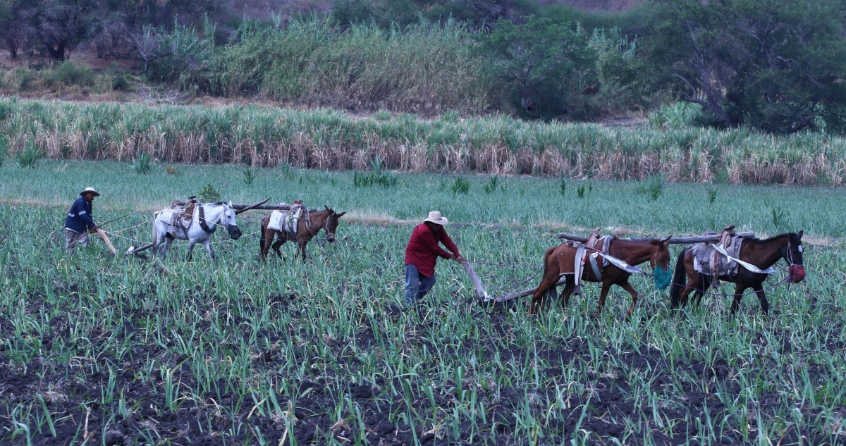 México busca proteger la producción nacional del azúcar por medio de una imposición de aranceles de hasta 210.44 por ciento a la importación del producto.