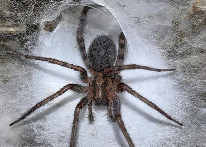 Científicos descubrieron una red de seda en una cueva de Albania que cubre más de cien metros cuadrados y alberga aproximadamente a unas 111 mil arañas.