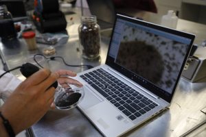 This is an interdisciplinary IPN project that seeks new uses for sargassum.