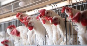 Científicos descubren que la gripe aviar es resiste a la fiebre; ¿qué peligros hay?