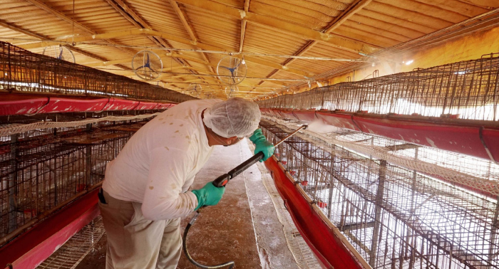 Gripe aviar vence a la fiebre.