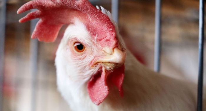  Científicos descubren que la gripe aviar es resiste a la fiebre; ¿qué peligros hay?