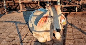 La Secretaría de Agricultura detectó un caso de gusano barrenador del ganado en Jalisco, el cual ya fue contenido y no representa riesgo.