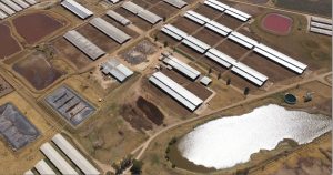 Igualdad Animal México