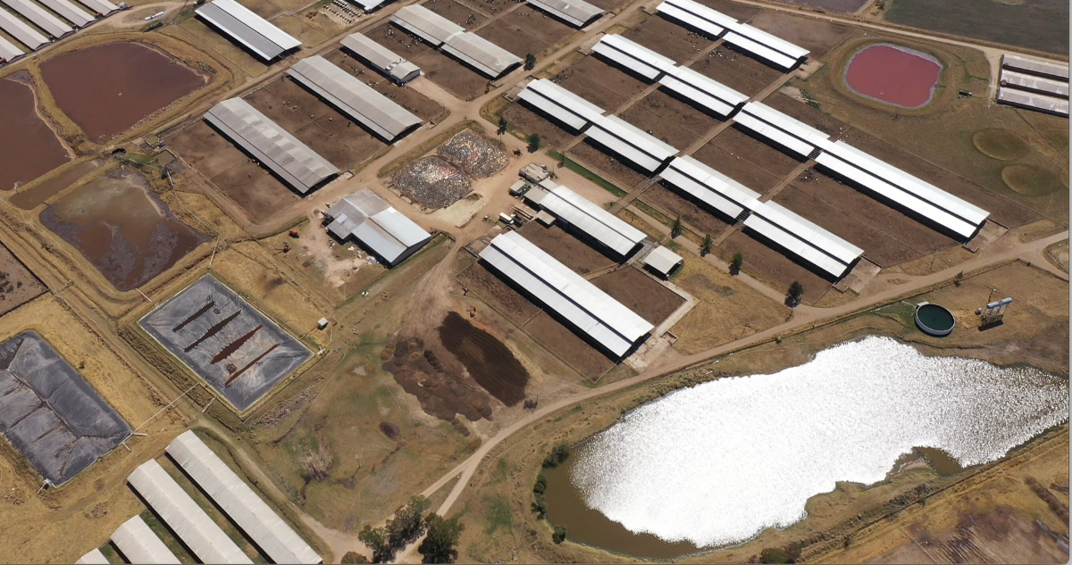 Igualdad Animal México