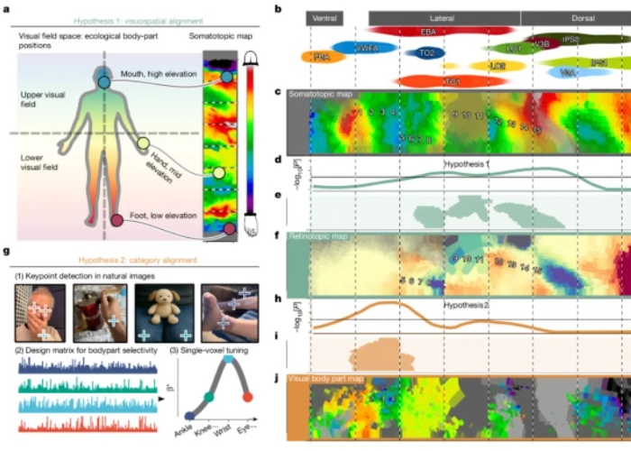 Un estudio señala que nuestro cerebro mapea en el cuerpo la sensación del dolor cuando lo observamos en una película aunque no lo experimentos físicamente.