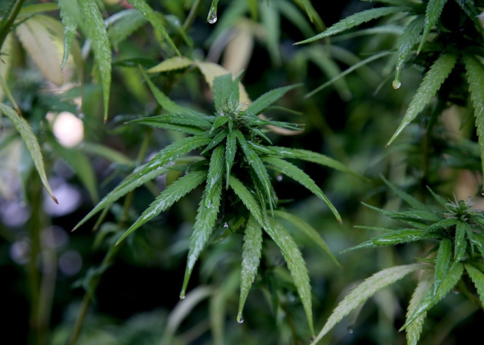 Investigadores dicen que la "sobriedad californiana" consiste en sustituir el alcohol por cannabis y está ganando popularidad en la sociedad estadounidense.