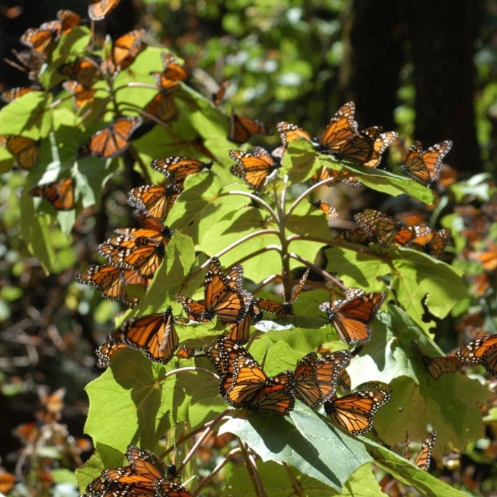 Yesterday, Semarnat inaugurated the 2025-2026 monarch butterfly hibernation season, in the Sierra Chincua Sanctuary, Angangueo, Michoacán.