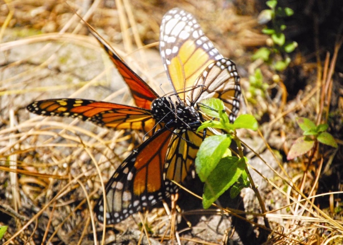 Yesterday, Semarnat inaugurated the 2025-2026 monarch butterfly hibernation season, in the Sierra Chincua Sanctuary, Angangueo, Michoacán.