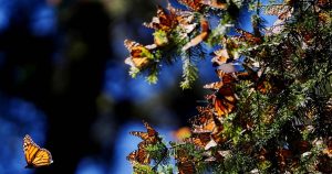 Los primeros ejemplares de la mariposa monarca con microtransmisores satelitales MW026 arribaron a la Reserva de la Biosfera Mariposa Monarca en Michoacán.