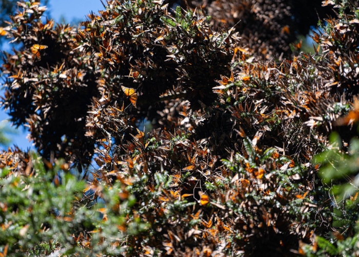 Yesterday, Semarnat inaugurated the 2025-2026 monarch butterfly hibernation season, in the Sierra Chincua Sanctuary, Angangueo, Michoacán.
