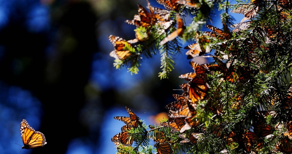 Los primeros ejemplares de la mariposa monarca con microtransmisores satelitales MW026 arribaron a la Reserva de la Biosfera Mariposa Monarca en Michoacán.