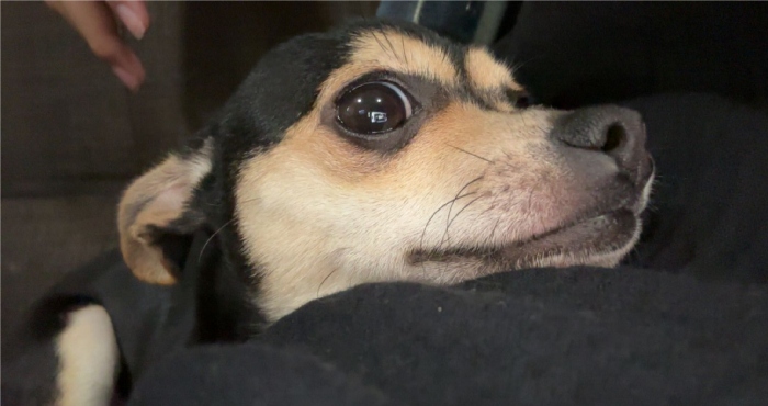 ¿Perdiste a tu mascota? La CdMx puede ayudarte a encontrarla.