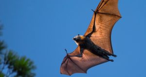 La expansión de los monocultivos en la Amazonía brasileña amenaza a los murciélagos frugívoros, especie clave para el mantenimiento de los ecosistemas.