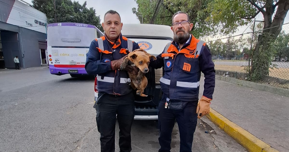 El Sistema de Transporte Colectivo Metro, informó que personal de Protección Civil rescató a un perro que deambulaba por las vías de la línea 2.