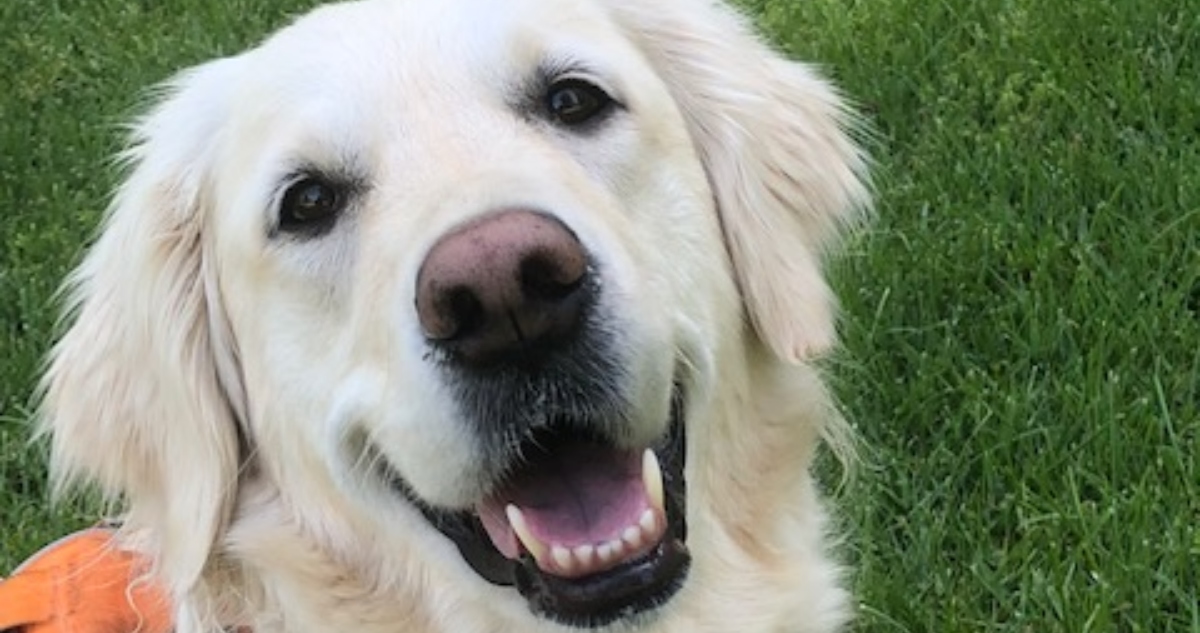 Un estudio de la Universidad de Cambridge ofrece una ventana a las emociones caninas y reveló por qué algunos perros son más temerosos, enérgicos o agresivos.