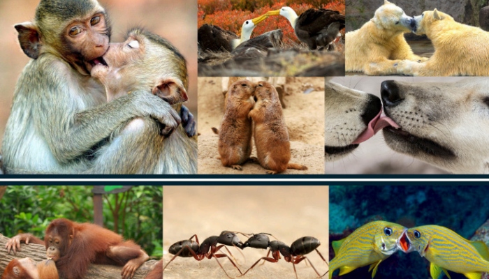 Apes, and probably also Neanderthals, were already kissing about 21 million years ago, scientists at the University of Oxford suggested. 