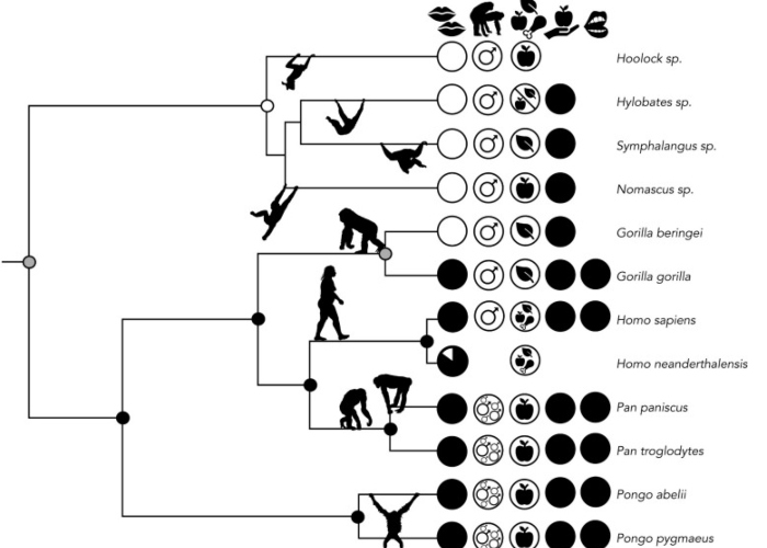 Apes, and probably also Neanderthals, were already kissing about 21 million years ago, scientists at the University of Oxford suggested. 