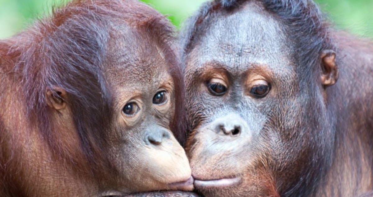 Los simios, y probablemente también los neandertales, ya se besaban hace unos 21 millones de años, sugirieron científicos de la Universidad de Oxford.