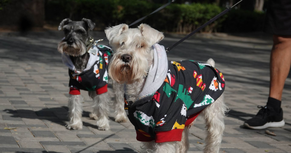 Protección Civil alerta sobre cómo cuidar a las mascotas ante bajas temperaturas.