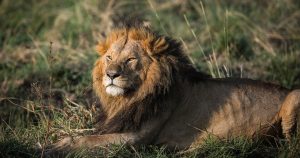 León en la Reserva Nacional Masai Mara, en Kenia. Foto: Han Xu, Xinhua
