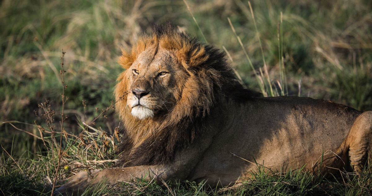 León en la Reserva Nacional Masai Mara, en Kenia. Foto: Han Xu, Xinhua