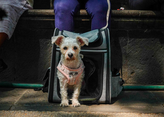 Una investigación analizó cómo tener mascotas en los primeros años de vida puede relacionarse con aspectos del bienestar emocional y conductual en la infancia.