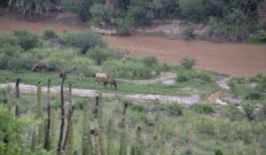 Grupo México ha aceptado resarcir los daños por la contaminación del río Sonora ocurrida en 2014.