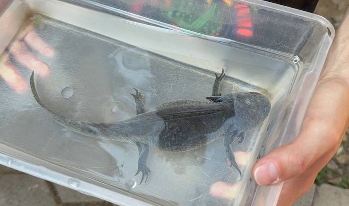 Ella es Gorda, la ajolote del billete de 50 pesos. Foto: Ana Méndez, SinEmbargo