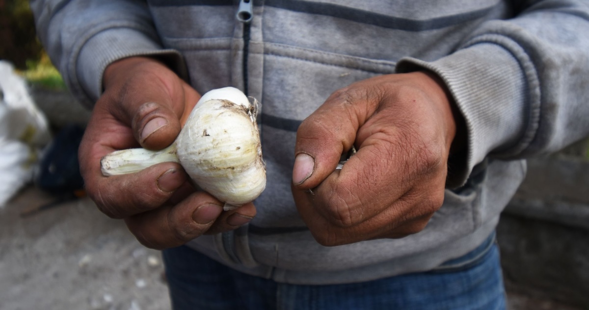 Una investigación arrojó que los compuestos dialil sulfurados -moléculas ricas en azufre presentes en el ajo- tienen la capacidad de alargar la vida en ratones.